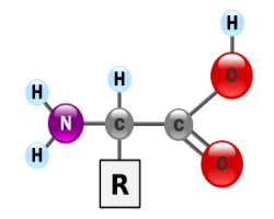 Free Form Amino Acids vs Complete Proteins