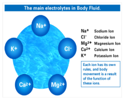 The Essential Role of Electrolytes in Skeletal Muscle Contraction